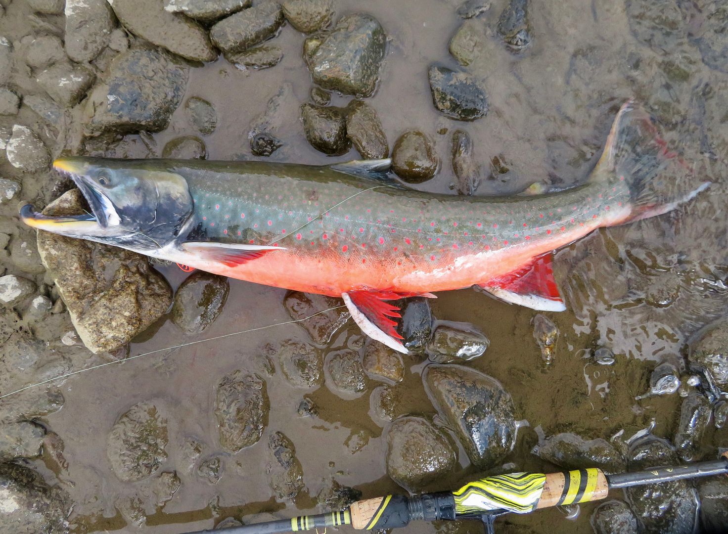 Aniak River, Alaska....part II Utah Wildlife Network